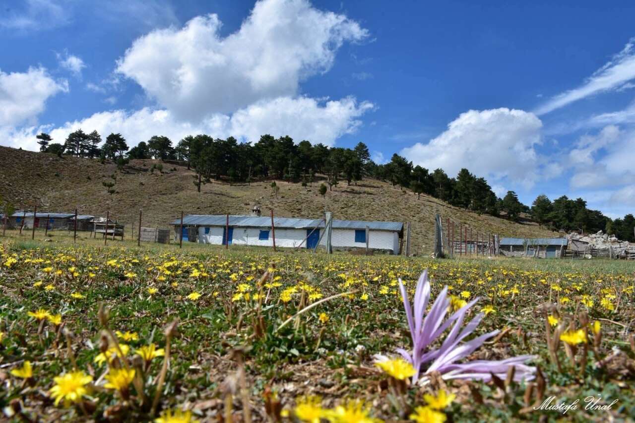 Konya’da doğanın kış takvimi şaşmıyor! Güz çiğdemleri ortaya çıktı 7